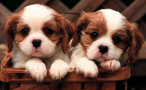 Puppies